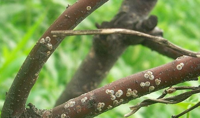 �����溦�ھ����� ��Բ�