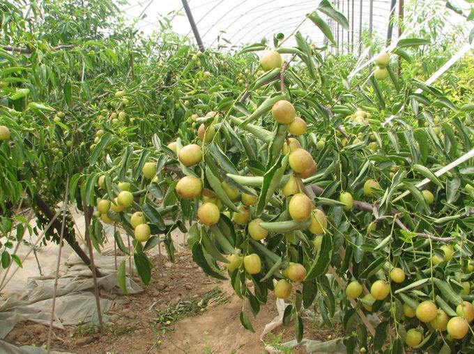 ��ʩ������Ҷ�ڹ�������