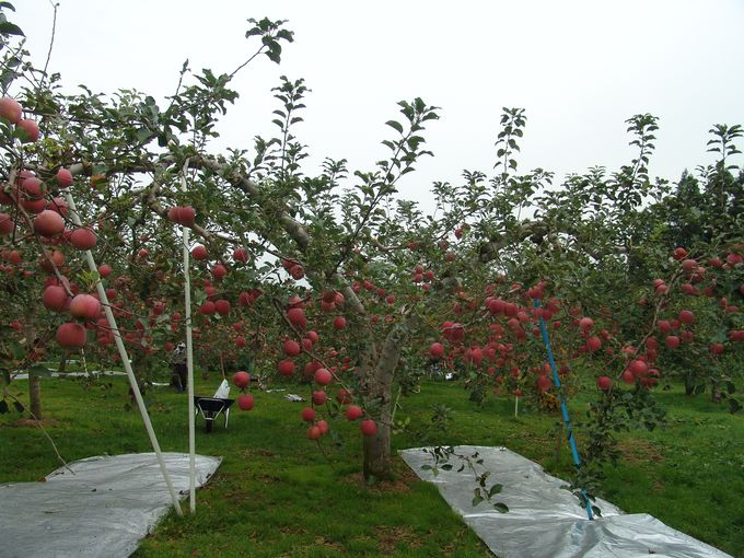 ƻ�����޼�Ҫ��