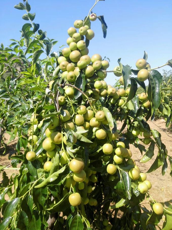 ����޼�ʢ���ڵĶ�����