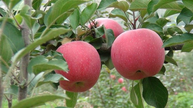 �츻ʿƻ��ˮ���Ʒ������������δ�ʩ