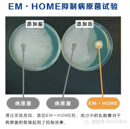 EM����������ϵ�С���EM.home�������¾���������������