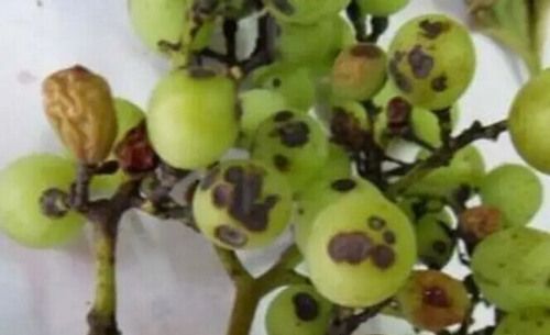 ���Ѻڶ����ķ��δ�ʩ