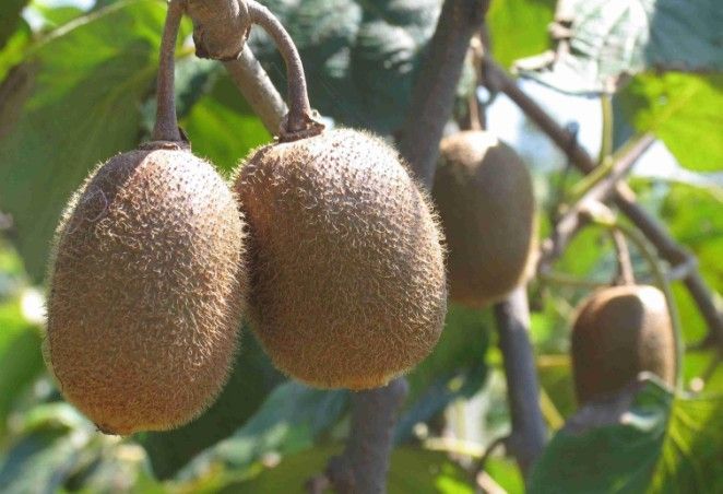 ⨺���Ҷ��������ʶ��