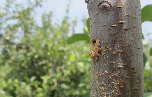 ƻ��ɣ��ţ�ķ���