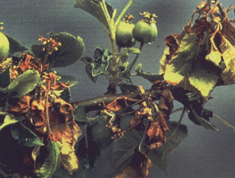 �����溦�ھ�������ƻ��������