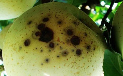 �����溦�ھ�����ƻ�����߲�