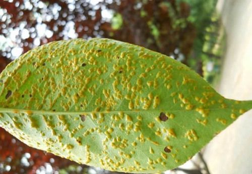 �����溦�ھ����������ⲡ