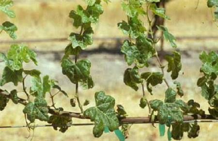 �����溦�ھ�����������ȱ��֢